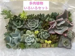 7.カット苗　多肉いろいろセット エケベリア 寄せ植えセット　多肉弁当