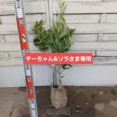 チーちゃん&ソラさま専用