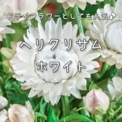 そら様 リクエスト 2点 まとめ商品
