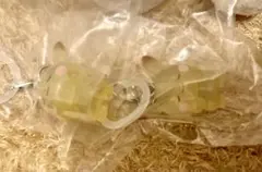 ポケピース めじるしガチャマスコット ピカチュウ めじるしアクセサリー ポケモン