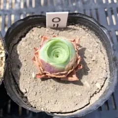 ロリンカ 抜き苗 多肉植物 グリーノビア アエオニウム ②のサムネイル