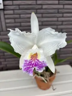 31日まで‼️】洋ラン原種 カトレア・ワルケリアナ セルレア ドナ