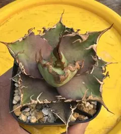 アガベ チタノタ 毒液