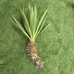 ユッカ 植物 抜き苗 値引き交渉あり - メルカリ