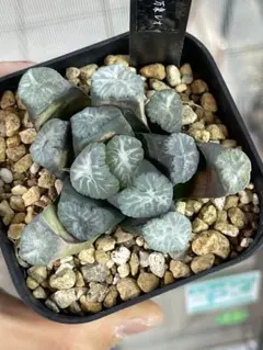 2026年最新】ハオルチア 万象の人気アイテム - メルカリ