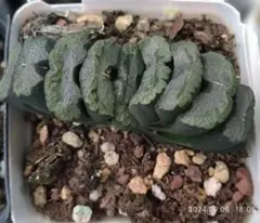 Top【選抜株】多肉植物 13216山本エメラルド 10個 鉢無し/脱土 - メルカリ