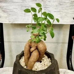 2026年最新】ガジュマル 斑入りの人気アイテム - メルカリ