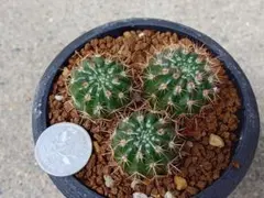 2025年最新】接木 サボテンの人気アイテム - メルカリ