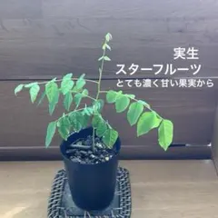 あーたん様 リクエスト 5点 まとめ商品