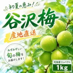 谷沢梅 産地直送 新鮮な青梅 1kg ブランド梅　A2のサムネイル