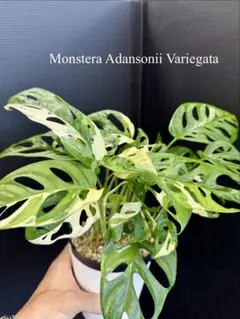 斑入りマドカズラ！鉢毎発送！ 美株！大きいですよ！茎にもしっかり斑入りのサムネイル