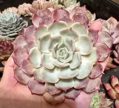 あ*猫様 オークション 現品☆チャンヒー苗 キスミー 大苗 型崩れ 多肉植物韓国