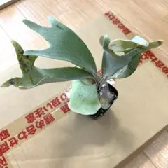 ビカクシダ E-1 中株 群生 土日限定 叩き売り ビカクシダ E-1 中株 群生 土日限定 叩き売り P.E-1 》 皆様