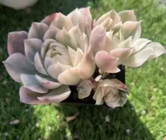 Sayoco❤️様 ご専用　值引70円　リクエスト 2点 まとめ商品