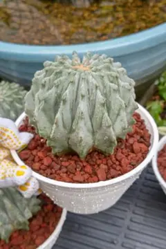 2026年最新】刺無王冠竜の人気アイテム - メルカリ