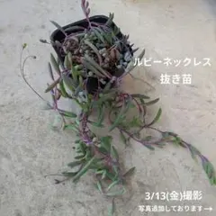 【4/3(金)発送】多肉植物　ルビーネックレス 大　抜き苗　根付き苗