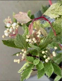 ルル様 リクエスト 3点 まとめ商品