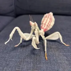 Item thumbnail for item 2f0a514f-2426-4d7a-93f7-dd41cbbd6d54