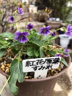 ちぇる様 リクエスト 2点 まとめ商品