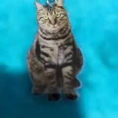 新品未使用でキジトラ猫のアクリルキーホルダーです