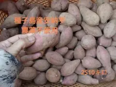 種子島産安納芋　農薬不使用　2S10キロ