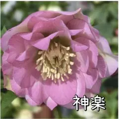 2025年最新】クリスマスローズ 雅の人気アイテム - メルカリ