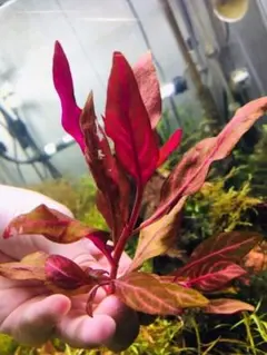 N24様 リクエスト 2点 まとめ商品