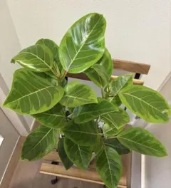 観葉植物 フィカス アルテシーマ アルテシマ 螺旋仕立て 曲がり 5号鉢