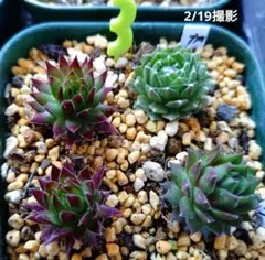 2026年最新】センペルビウム セットの人気アイテム - メルカリ