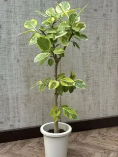 曲がりフィカス 　フィカスアルテシマ　 イエロージャム　6号鉢メルカリ便 曲がりフィカス フィカスアルテシマ イエロージャム 6号鉢