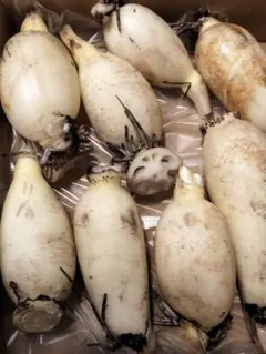 新れんこん　小中750gのサムネイル