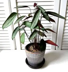 2025年最新】クテナンテ セトサの人気アイテム - メルカリ