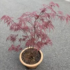モミジ 浮雲錦 鉢植え 苗木 H1.1m前後 イロハモミジ ヤマモミジ カエデ