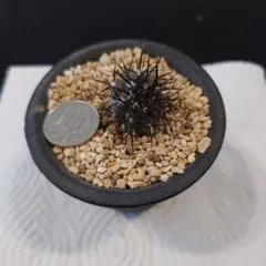 2026年最新】コピアポア 現地球の人気アイテム - メルカリ