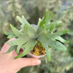 2026年最新】ビカクシダOMGの人気アイテム - メルカリ