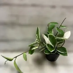 現品③3号　ホヤ　リップカラー　多肉植物　斑入り　斑入り葉　複数株植え