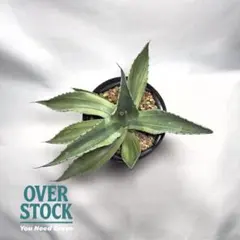 2025年最新】オバティフォリア キラーの人気アイテム - メルカリ