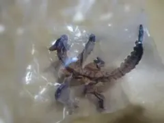 モンスターハンター　モンスター図鑑Ⅺ　ティガレックス(狂竜化)