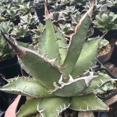 w*e様 クリポタ×ホリダhidden agave ハイブリッドアガベ カレイド