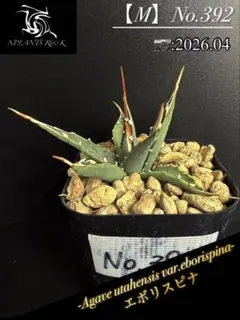 アガベ ユタエンシス エボリスピナ実生25 - メルカリ