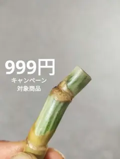 ホワイトタイガー　茎伏せ A30】斑入りモンステラ ホワイトタイガー 茎伏せ用カット茎 成長点2つ