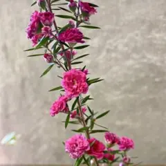 銅葉紅花ウツギ 庭木 花終わり 大きい株 - メルカリ