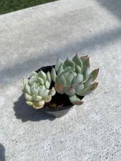 Moriho127様 リクエスト 2点 まとめ商品