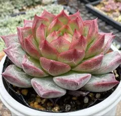 多肉植物 ピーチゼリー 多肉植物 ピーチゼリー - メルカリ