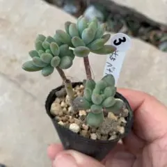 chocomona様 リクエスト 2点 まとめ商品