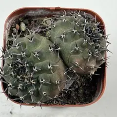 2026年最新】王冠竜の人気アイテム - メルカリ