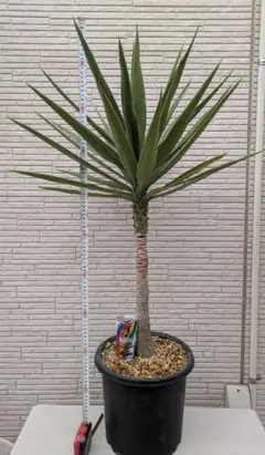 2026年最新】観葉植物 ユッカ エレファンティペスの人気アイテム