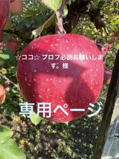 ☆ココ☆ プロフ必読お願いします。様専用　高徳りんご2K大玉