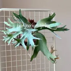 OC子株 platycerium ginka 銀華 pup ギンカ62ビカクシダ 銀華 ギンカ P.Ginka ビカクシダ 観葉植物 - メルカリ