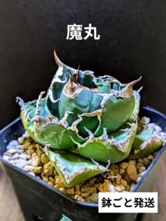 2025年最新】魔丸 アガベの人気アイテム - メルカリ